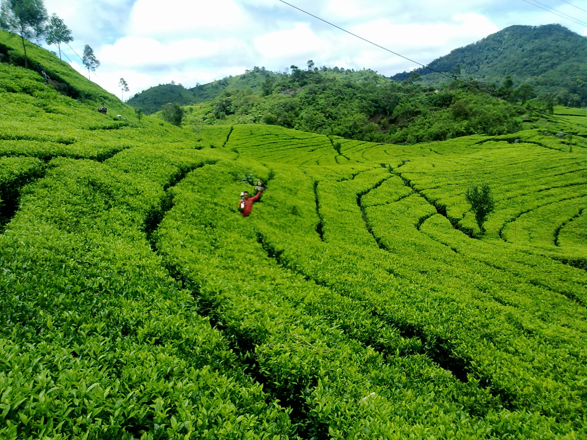 Agrowisata Gunung Mas