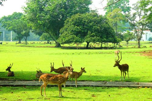 Kebun Raya Bogor Kebun Raya Bogor