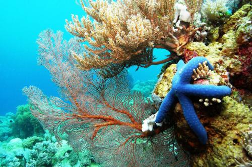 Taman Laut Bunaken