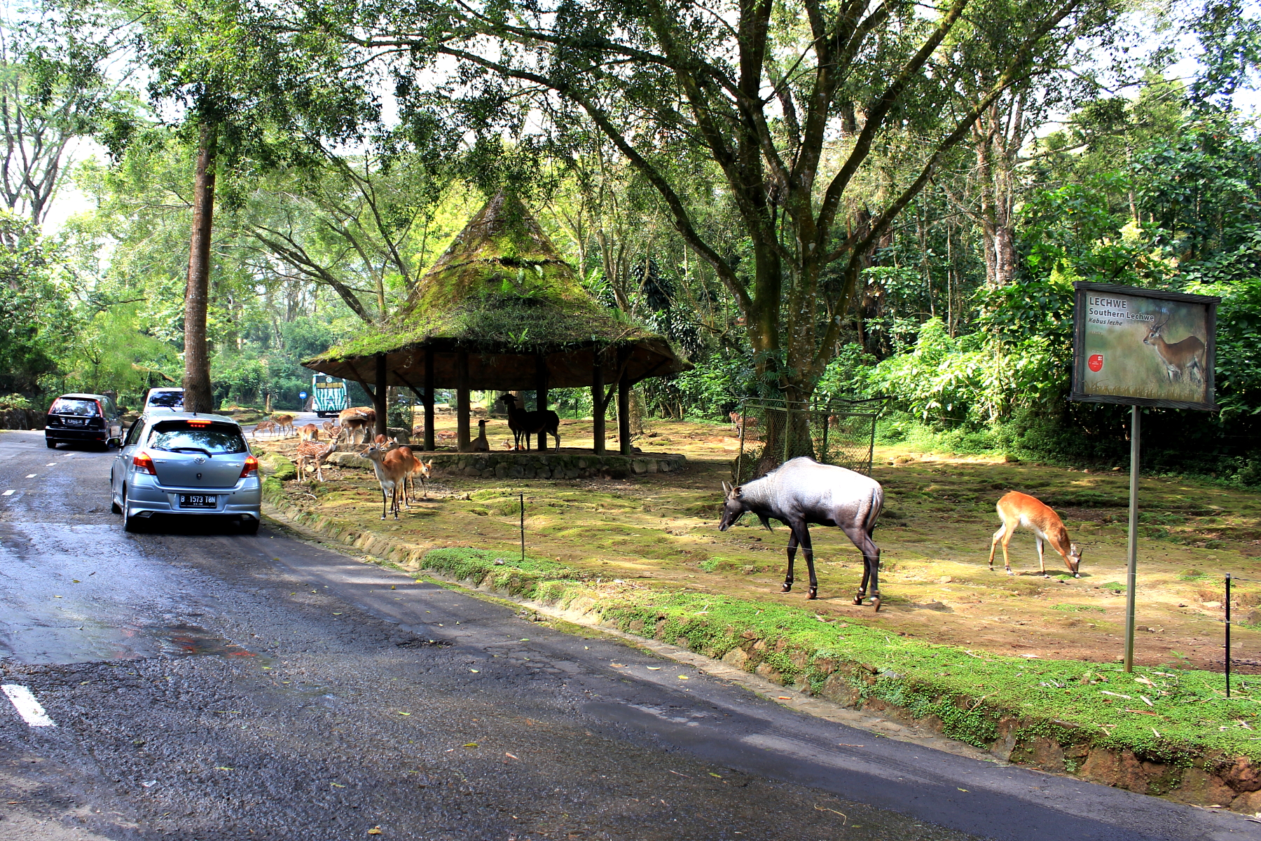 Taman Safari Indonesia